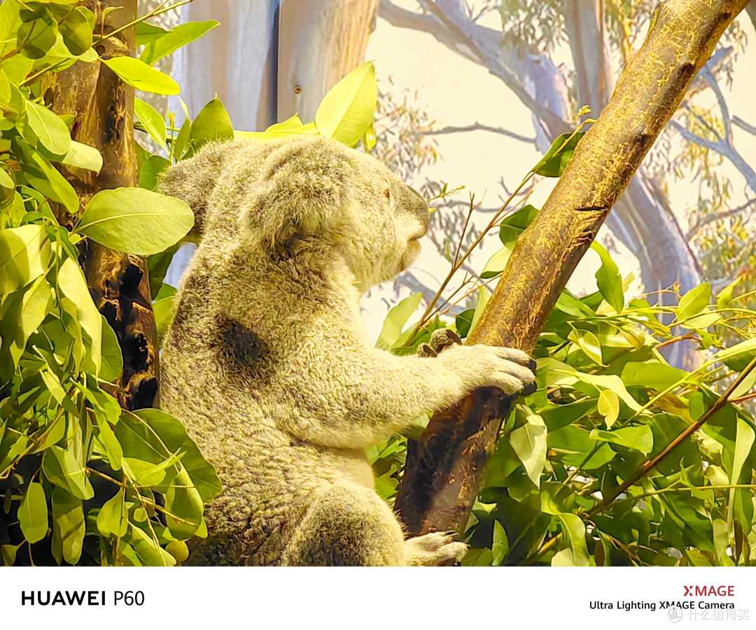 Mate60抢不到?华为P60要不了解一下?我来谈一下鸿蒙的使用感受~
