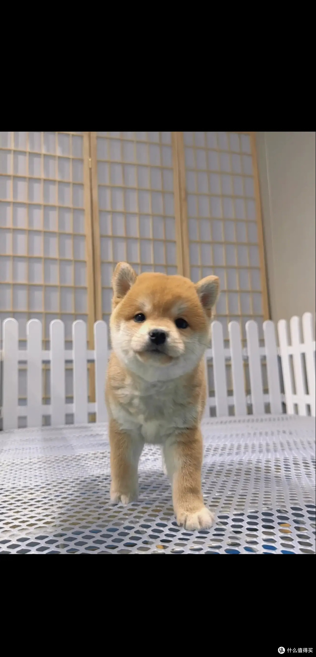 小狗可爱之处在哪里？」- 理性严谨的标题_狗狗_什么值得买