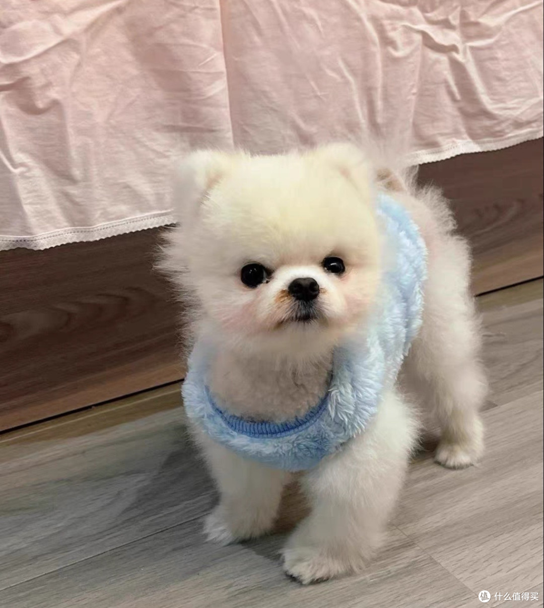 晒狗会旺,冷天记得给狗狗穿衣服