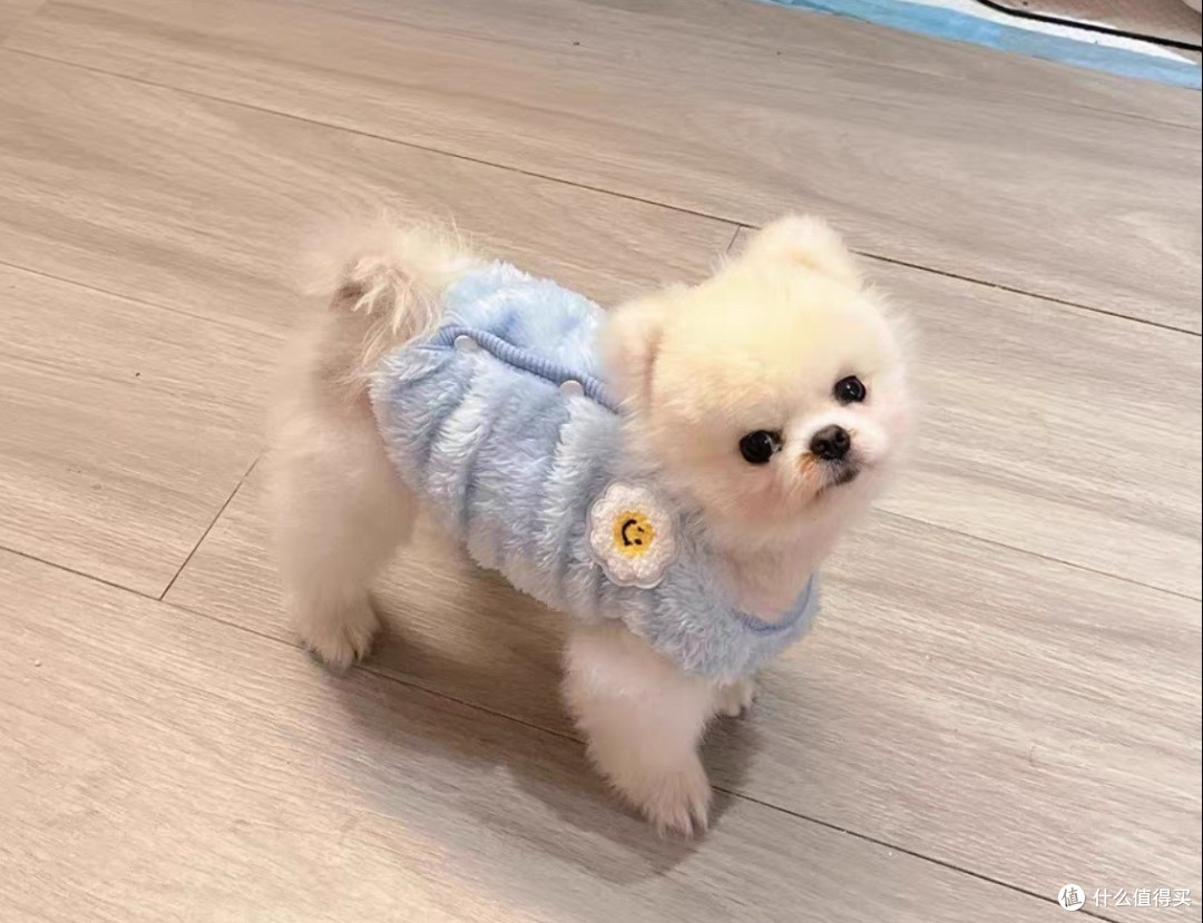晒狗会旺,冷天记得给狗狗穿衣服