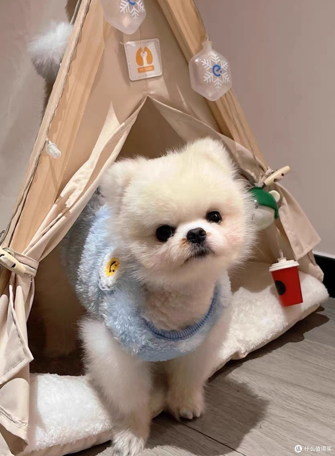 晒狗会旺,冷天记得给狗狗穿衣服
