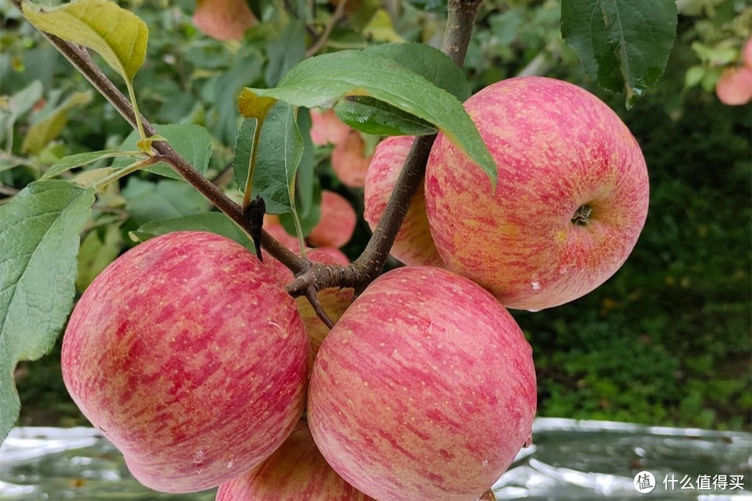 我国哪的苹果最好吃？经过比对，15种苹果榜上有名，您吃过几种？