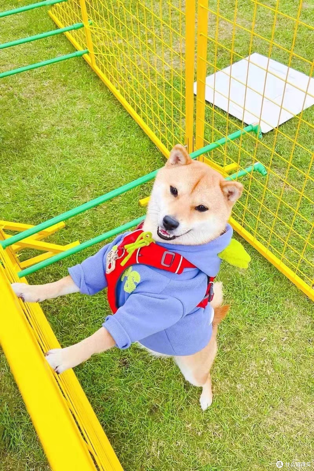 晒一晒狗狗的衣服