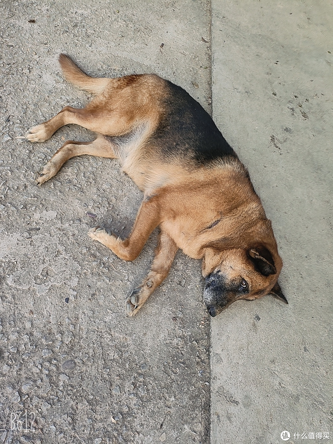 晒小狗会旺:一只年轻而活力四溢的德国牧羊犬