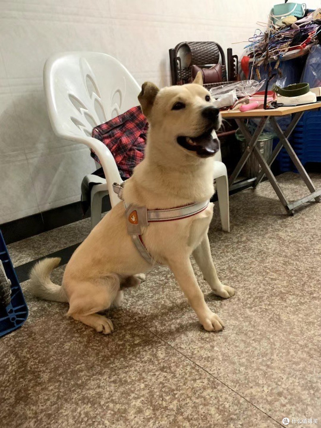 狗狗