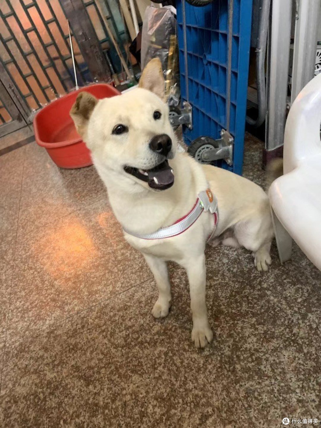 狗狗