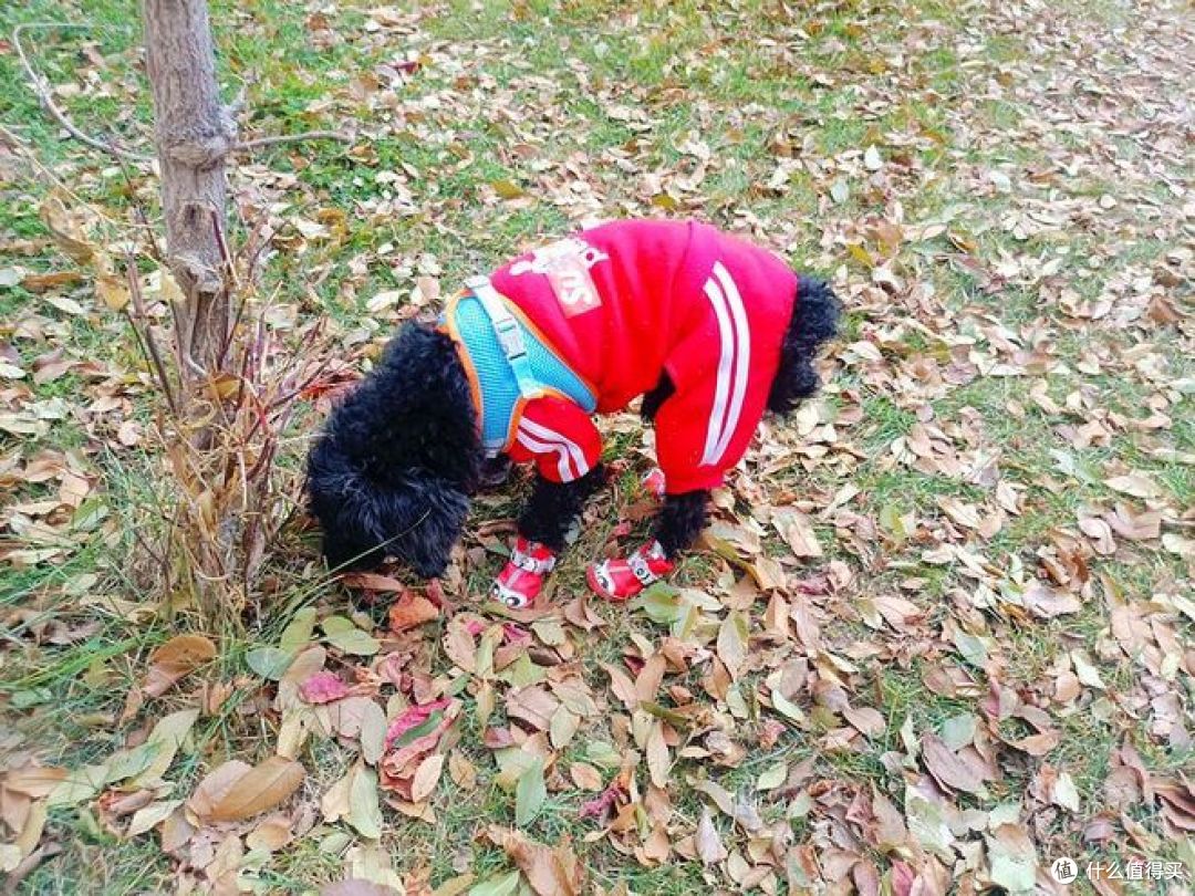 如何正确地遛狗?让狗狗健康快乐!