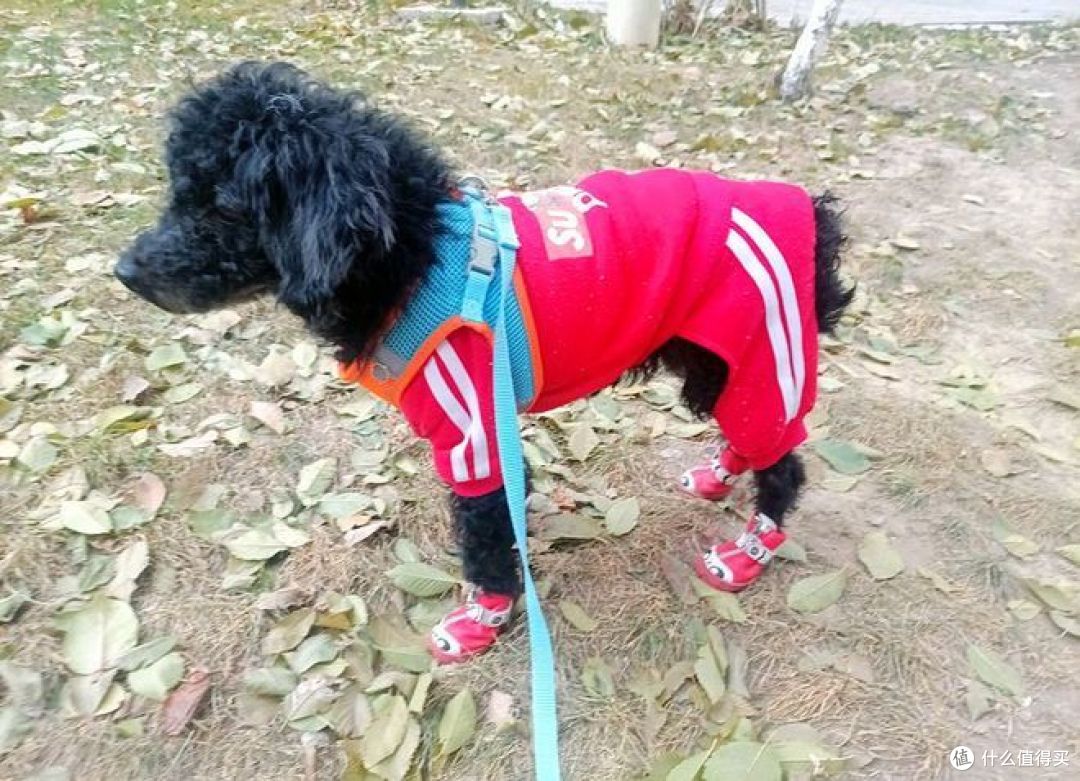 如何正确地遛狗?让狗狗健康快乐!