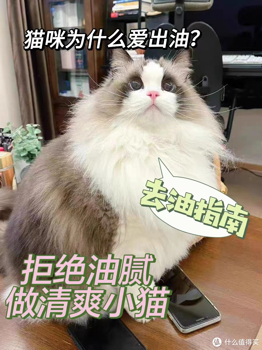 猫咪未到中年就变油腻？拒绝油腻小猫！