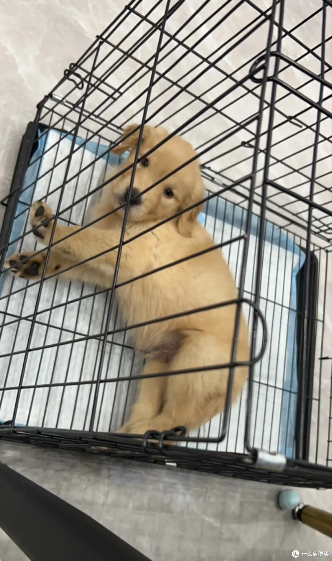 狗狗的奇妙冒险之旅