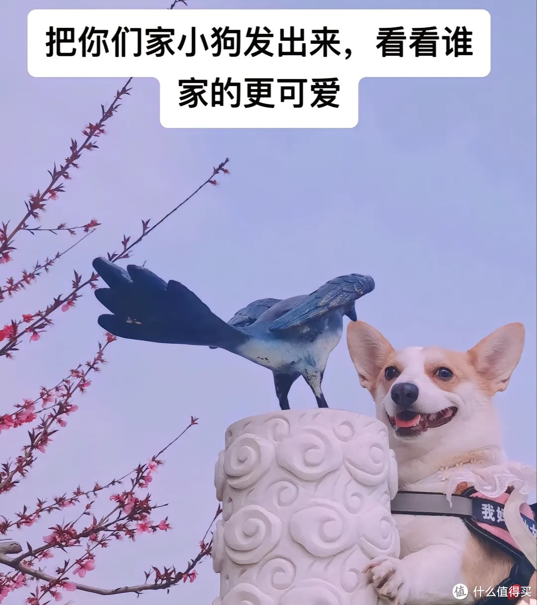 狗狗的六种不同个性，看看你家狗狗属于哪一种？