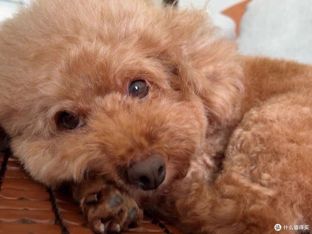 狗🐶