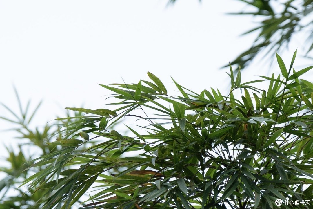 上图放大很多后