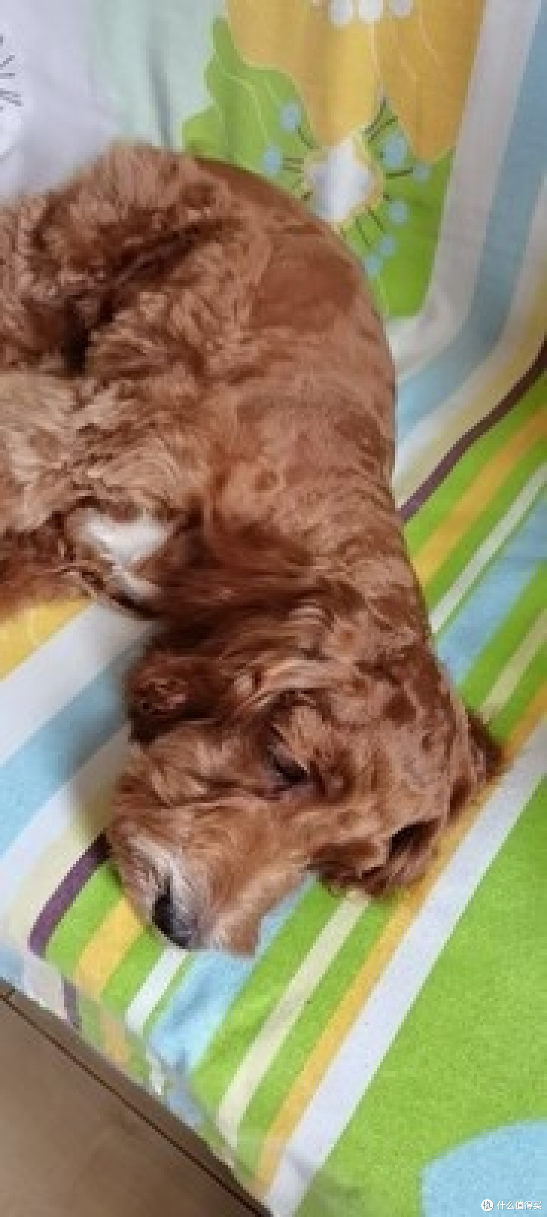 我家的老狗狗