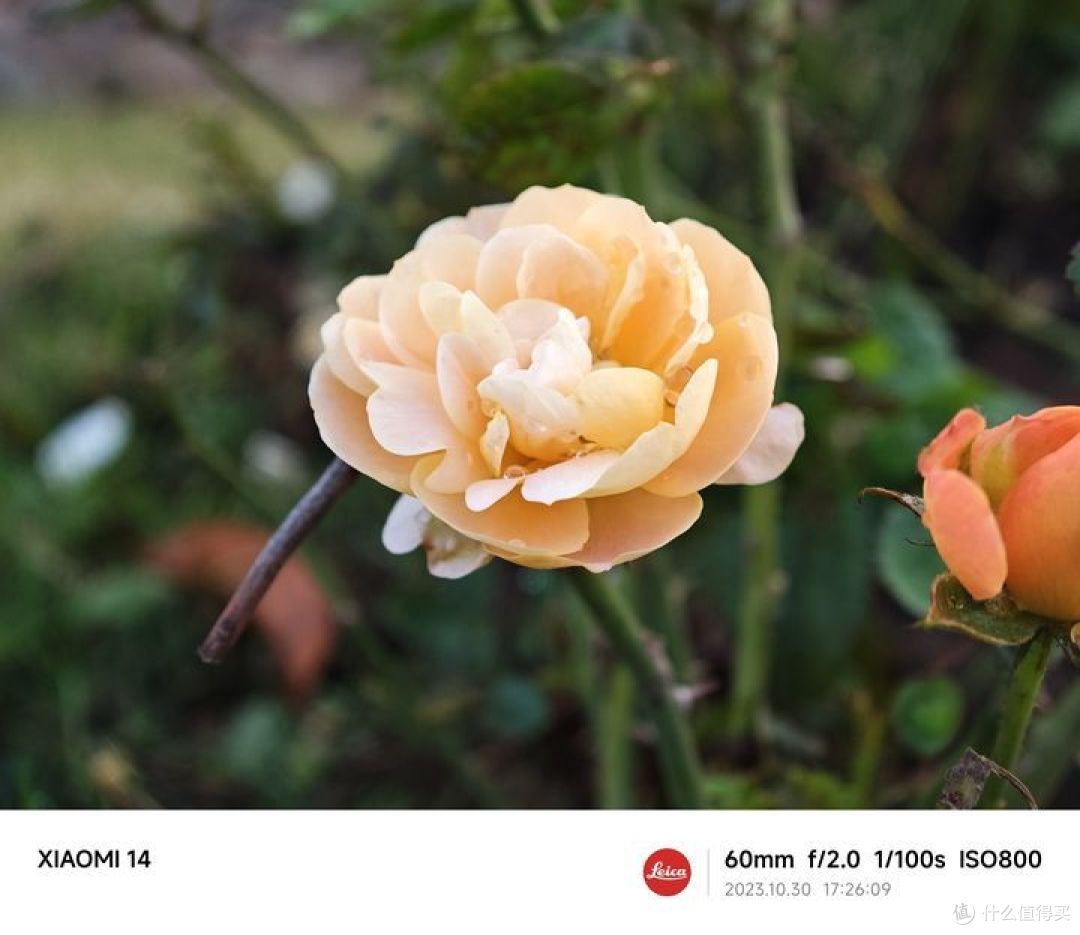小米14上手体验：小屏爱好者的最佳搭档，小巧瓷实，旗舰均衡