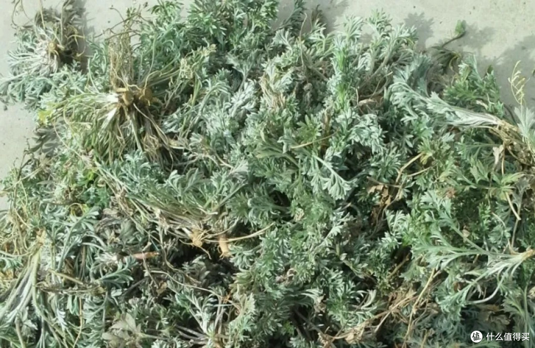 白蒿
