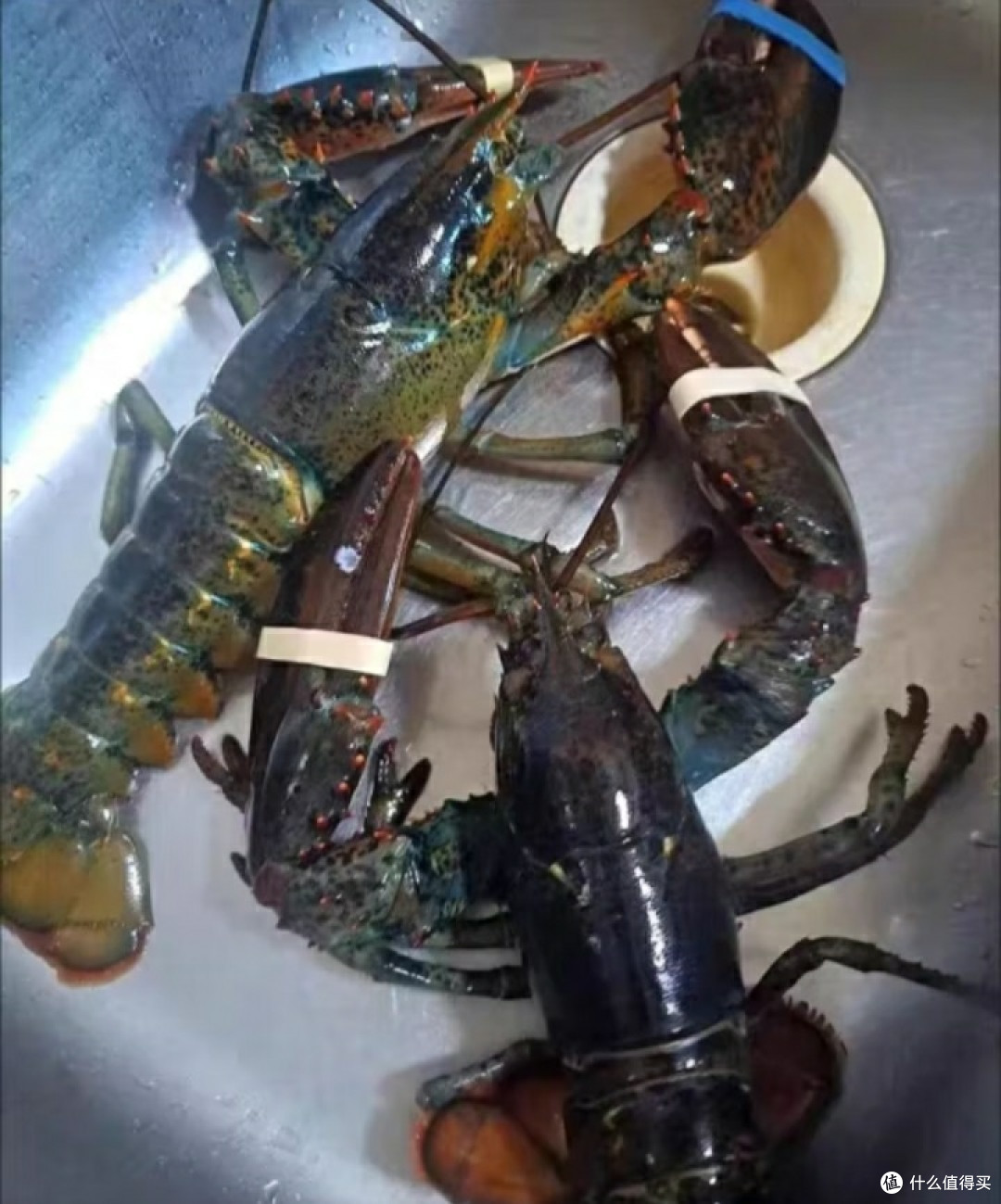 美味不可多得的龙虾