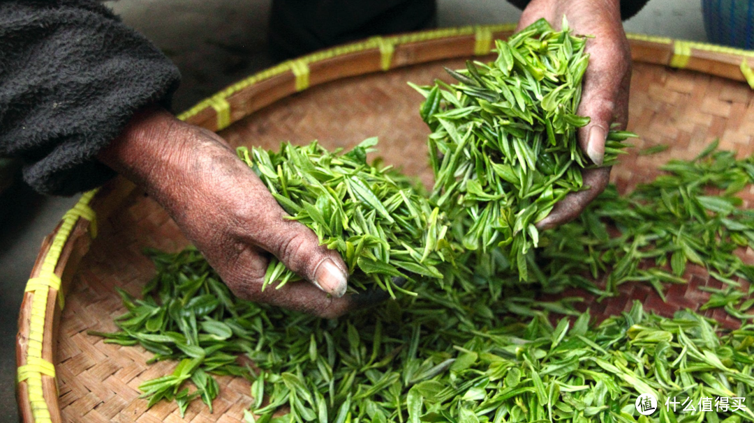 茶饮｜不知道喝红茶还是绿茶？那可以试试安溪铁观音呀！