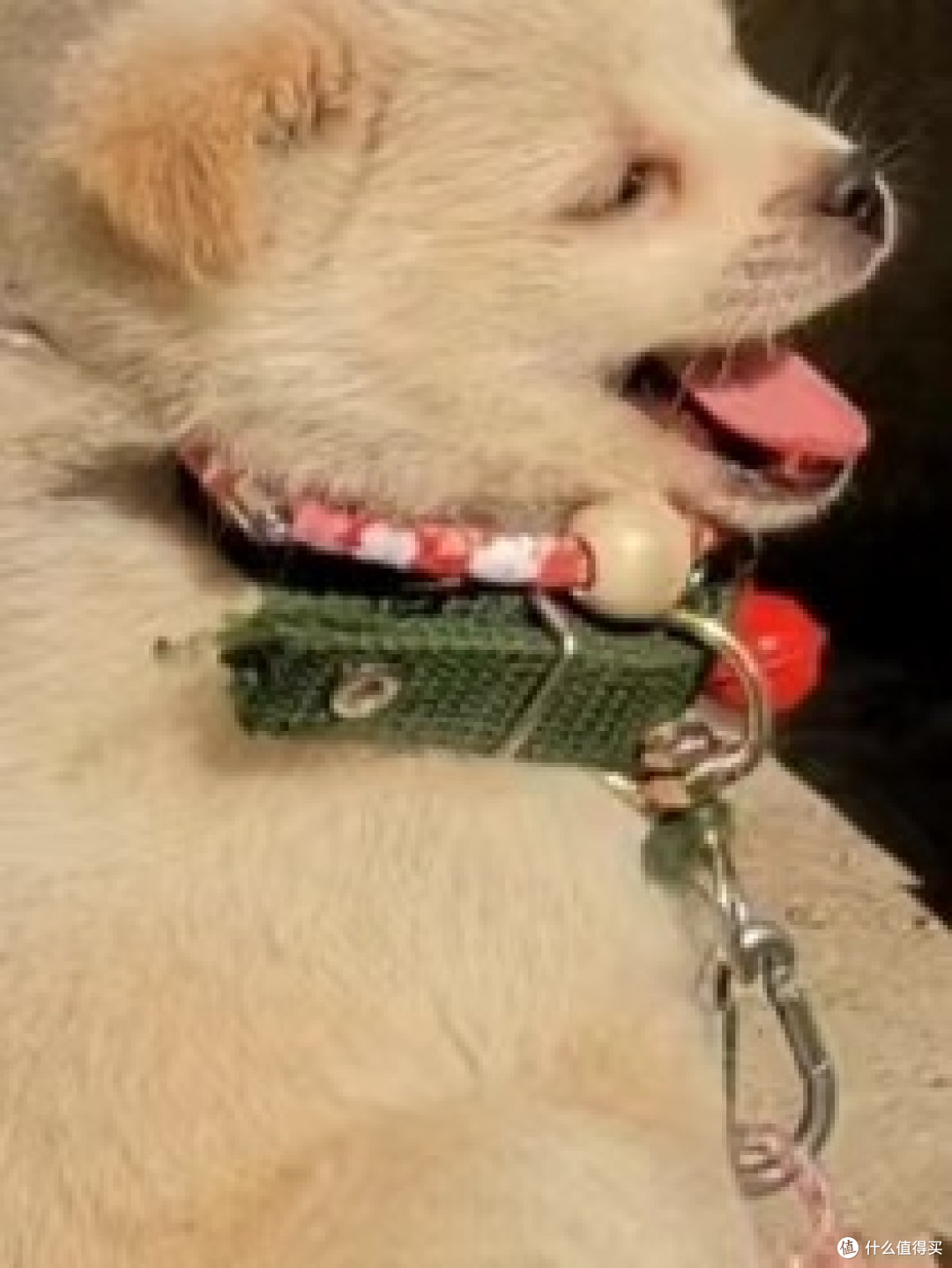 养狗有爱