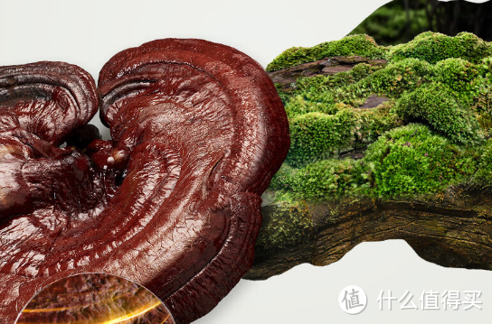 悦木之源(Origins)菌菇水：灵芝精华的护肤契约，肌肤的自然之源!