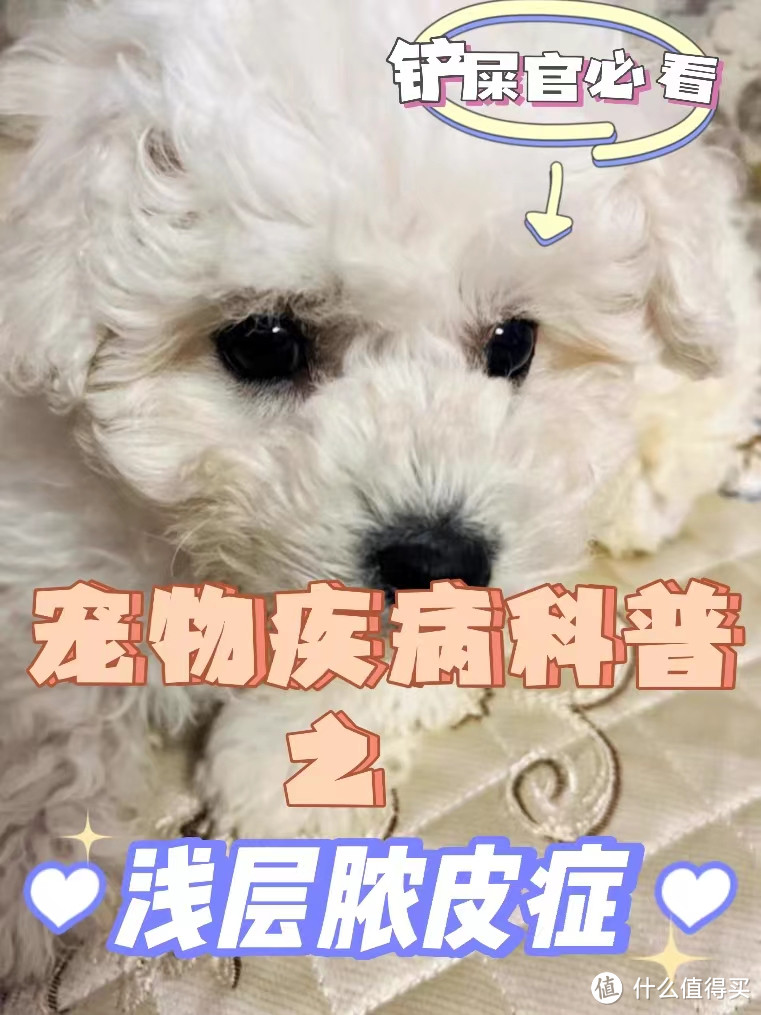 浅层脓皮症，你该知道的犬猫皮肤病