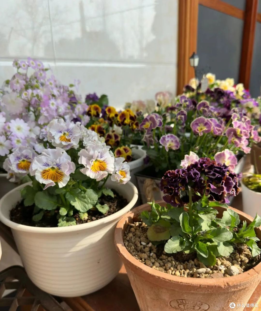 10种便宜花,每一种都是“颜值担当”,买时看不上,却越养越香!