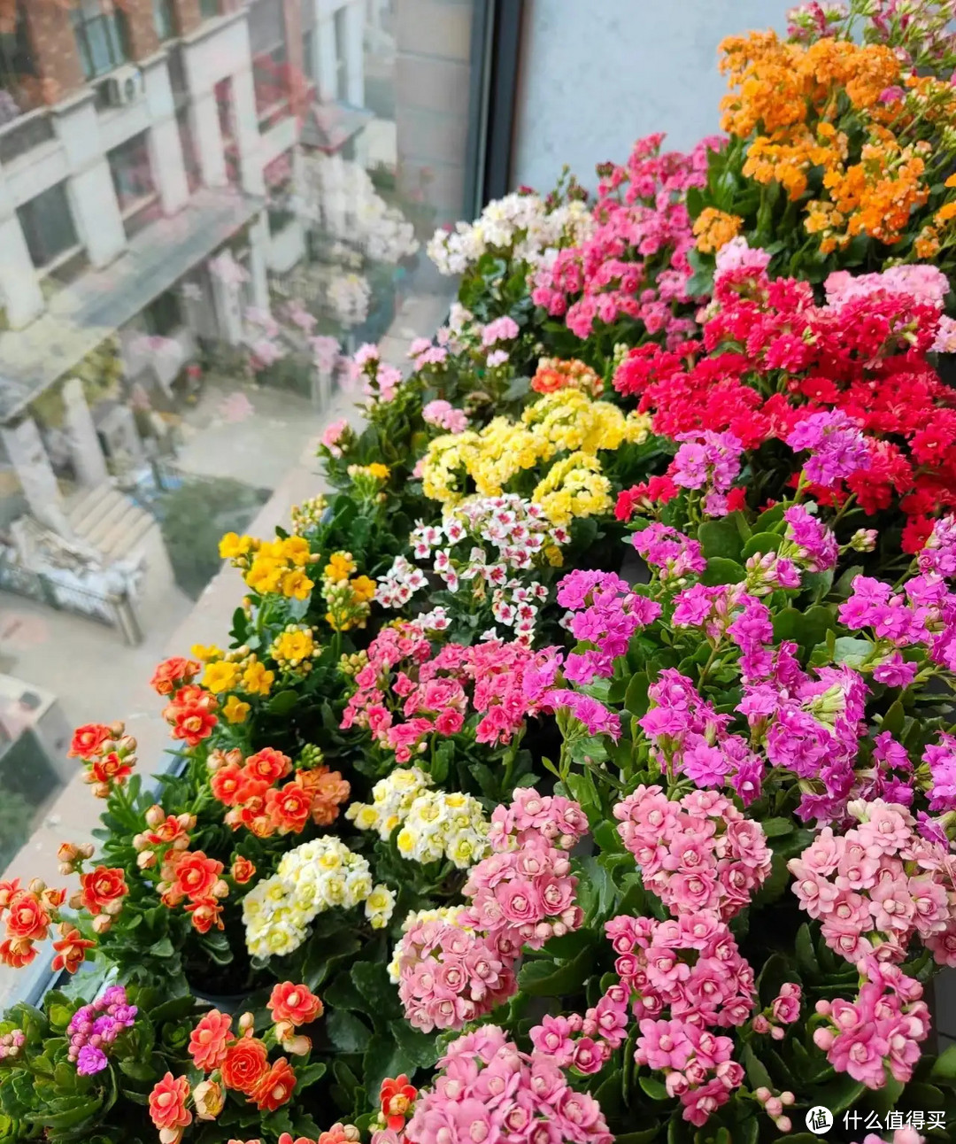 10种便宜花，每一种都是“颜值担当”，买时看不上，却越养越香！