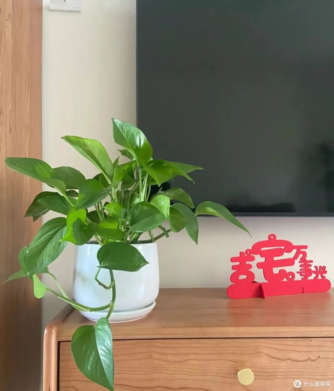 10种便宜花,每一种都是“颜值担当”,买时看不上,却越养越香!