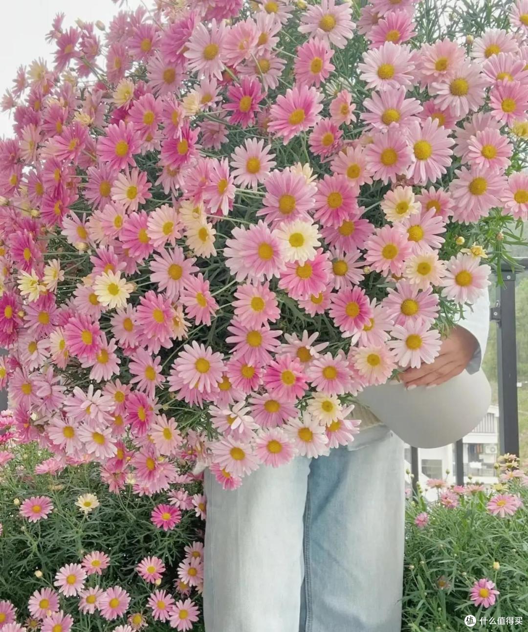 10种便宜花,每一种都是“颜值担当”,买时看不上,却越养越香!