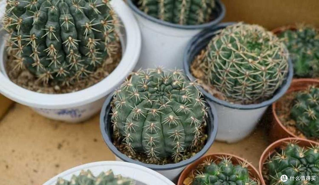 仙人球不开花,就用“3招”,一年开几茬,花又大又艳,无可挑剔