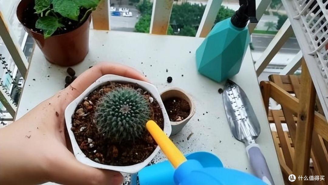 仙人球不开花,就用“3招”,一年开几茬,花又大又艳,无可挑剔