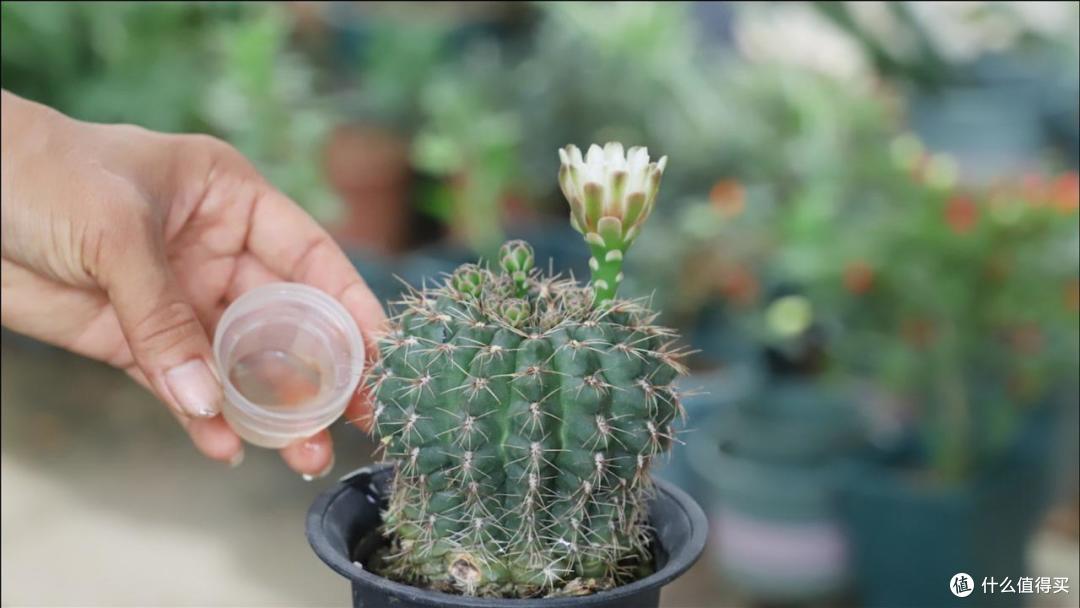 仙人球不开花,就用“3招”,一年开几茬,花又大又艳,无可挑剔