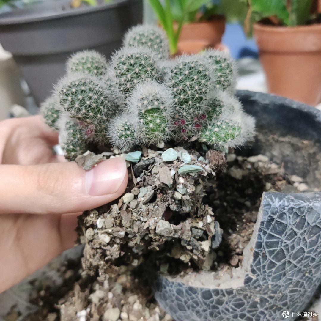 仙人球不开花,就用“3招”,一年开几茬,花又大又艳,无可挑剔