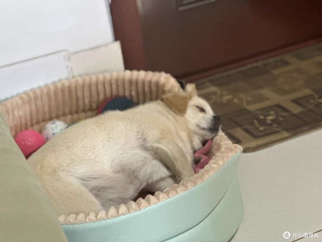 狗窝:让狗狗们舒适居住的关键是细节和关怀