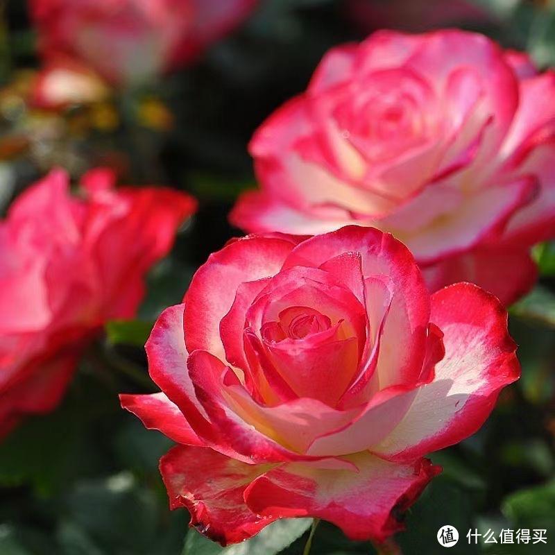 家里有这“3种花”,一定要多晒太阳,开花更艳更多,枝枝都有花