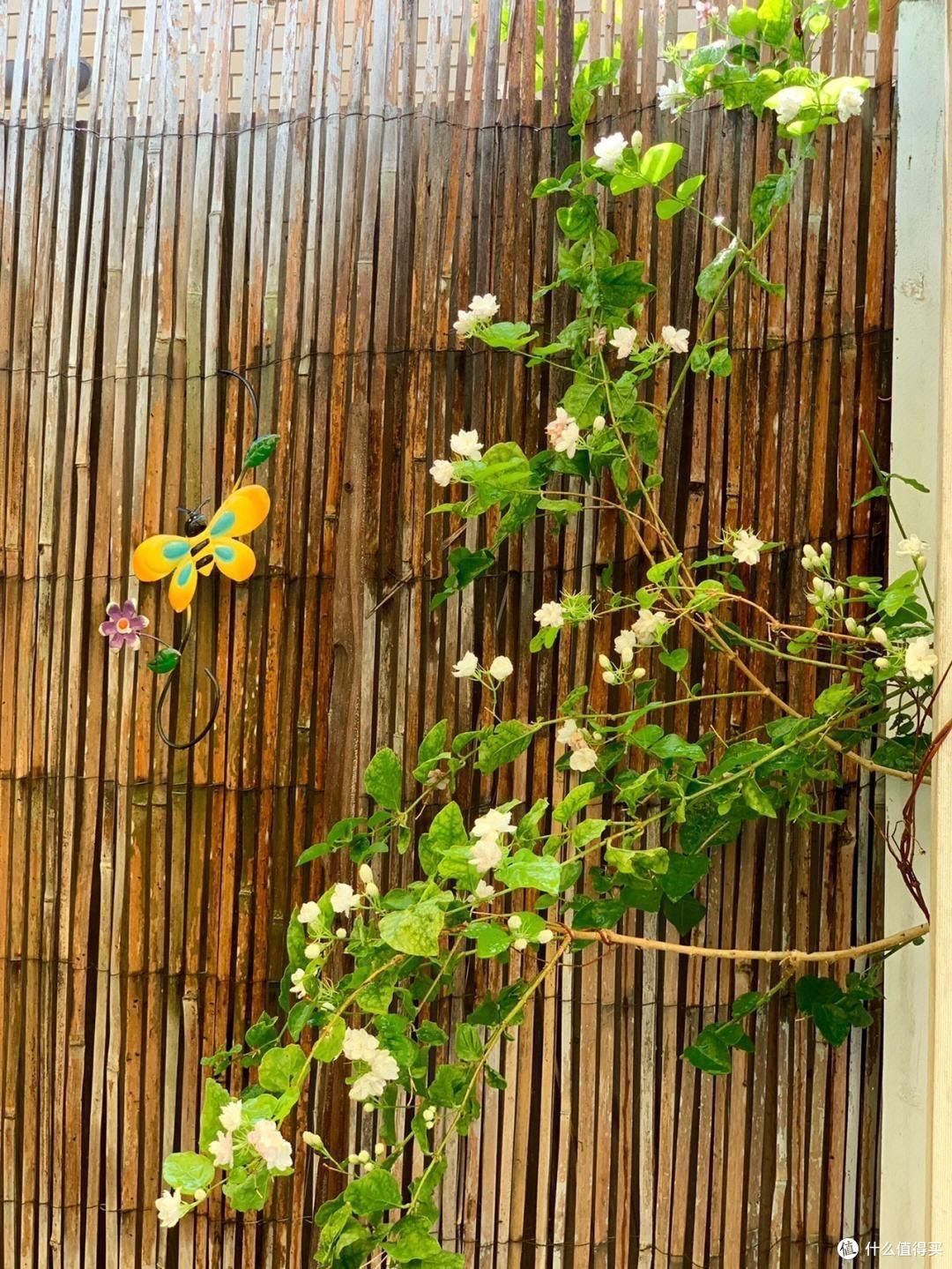 家里有这“3种花”,一定要多晒太阳,开花更艳更多,枝枝都有花