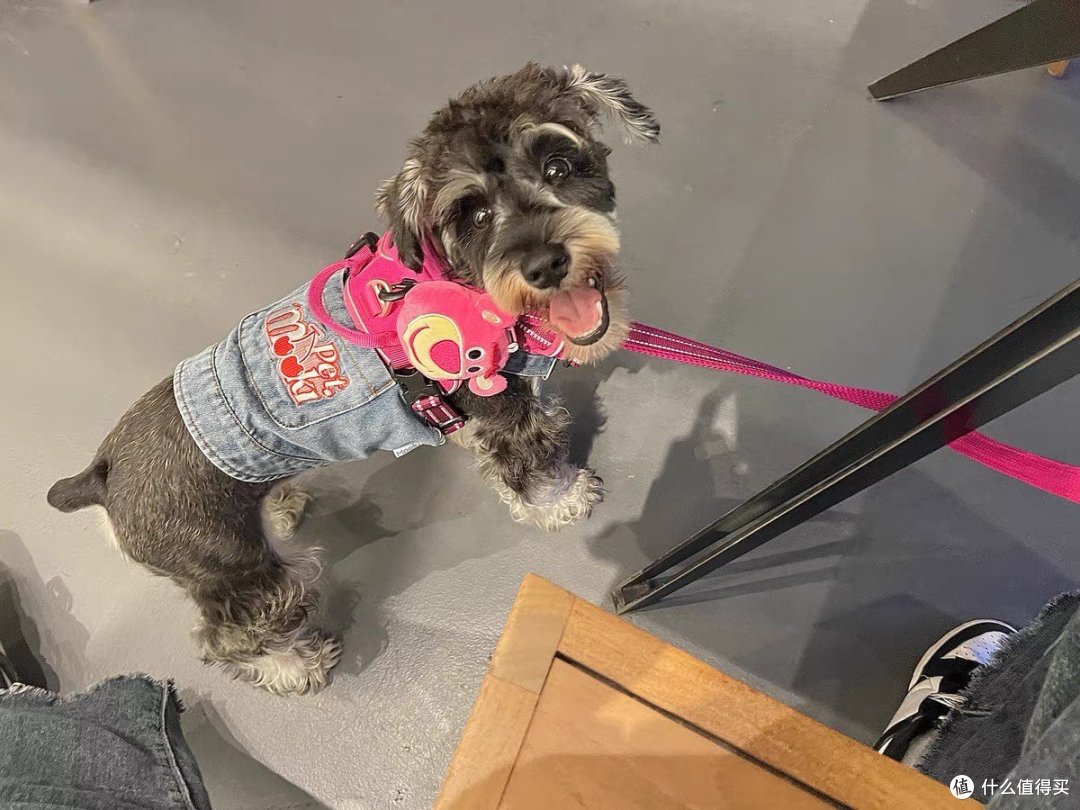 truelove狗狗胸背