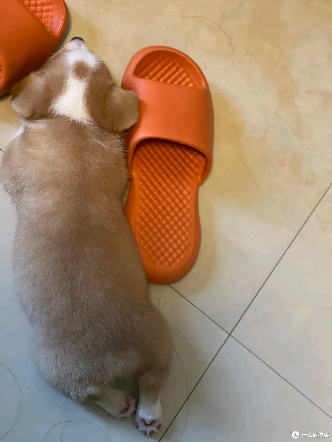晒晒我的狗狗
