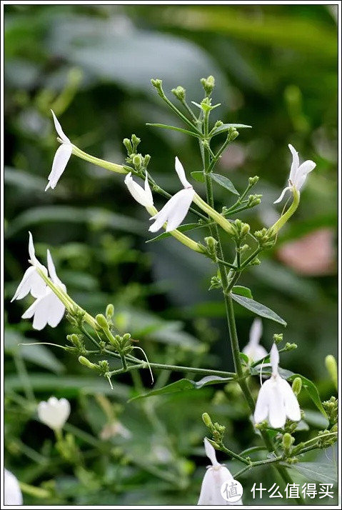 白鹤灵芝功效