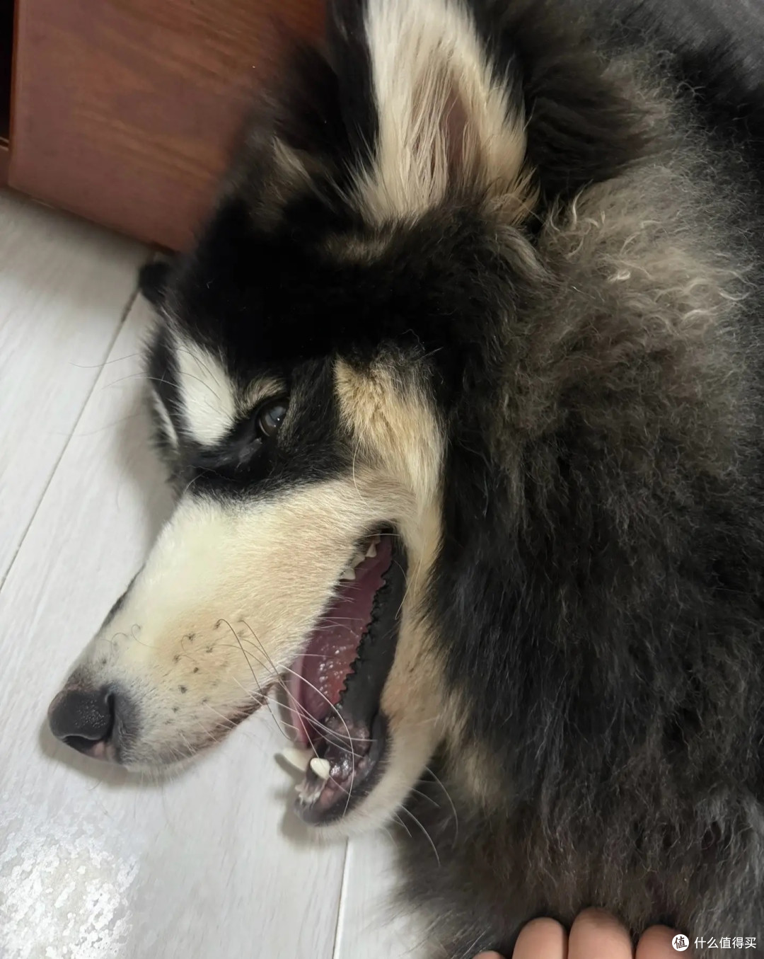 小狗可爱萌照来袭,快来欣赏吧!
