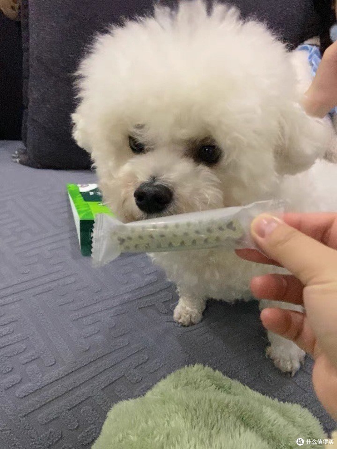 养狗用品推荐