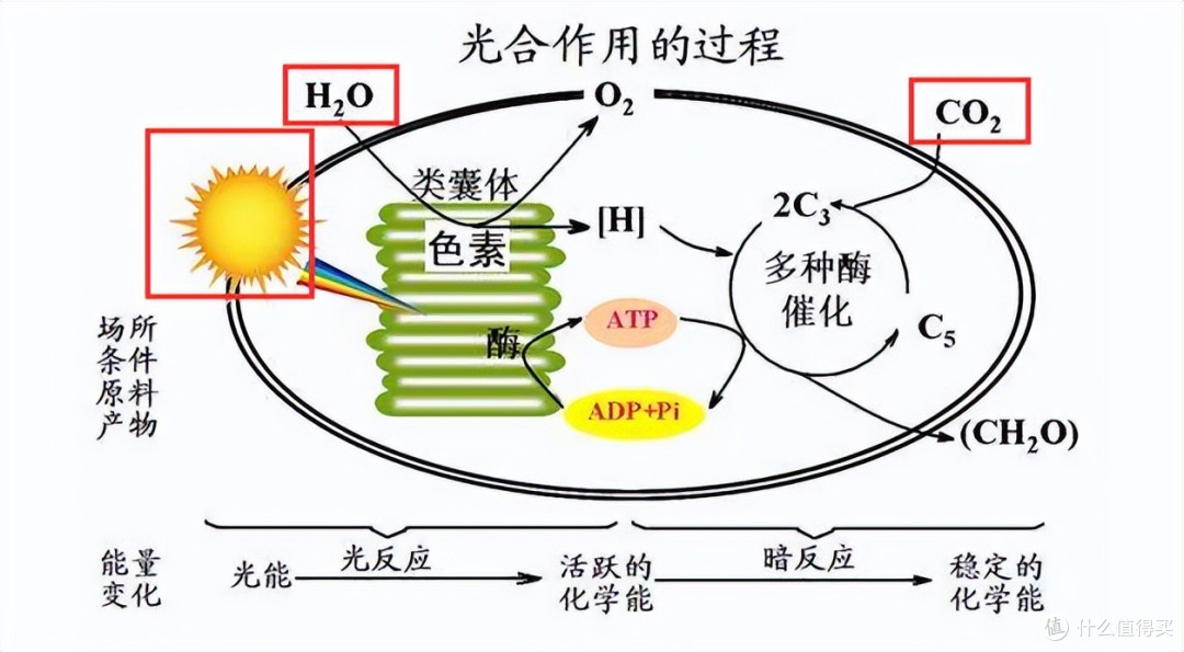 史前巨型动物为什么现在不存在了？