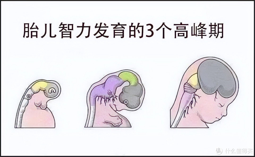 促进宝宝大脑发育从孕期开始？产后多做5件事，开启宝宝脑活力