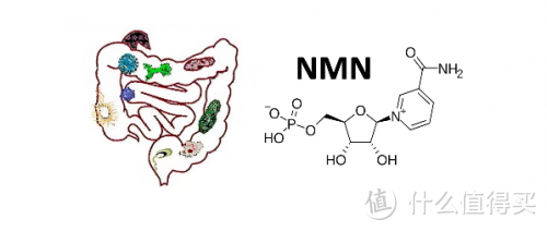改变肠道健康：新研究显示NMN促进有益菌生长