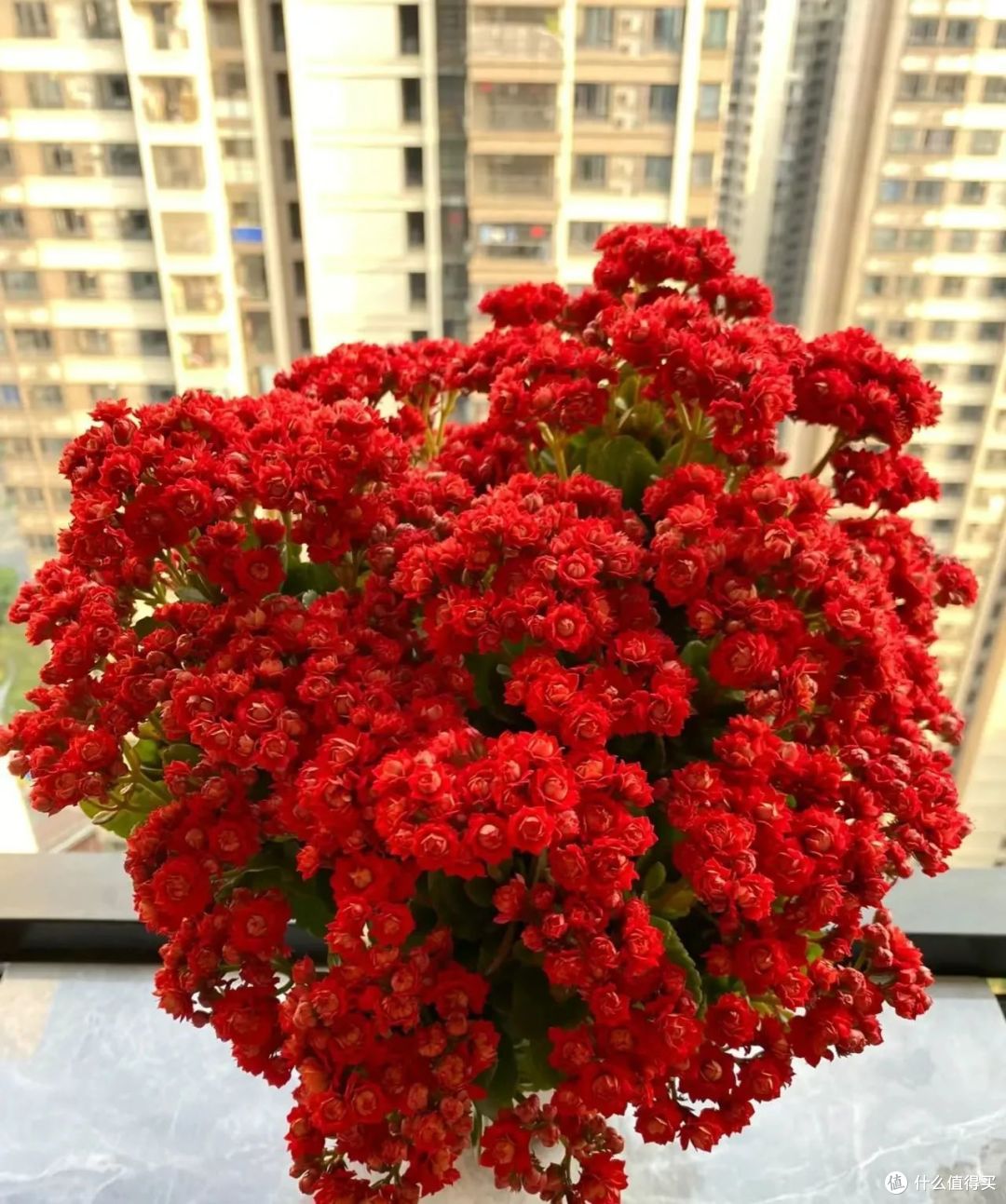 长寿花的花苞不长大?3个小技巧赶紧用上,开花又大又艳!