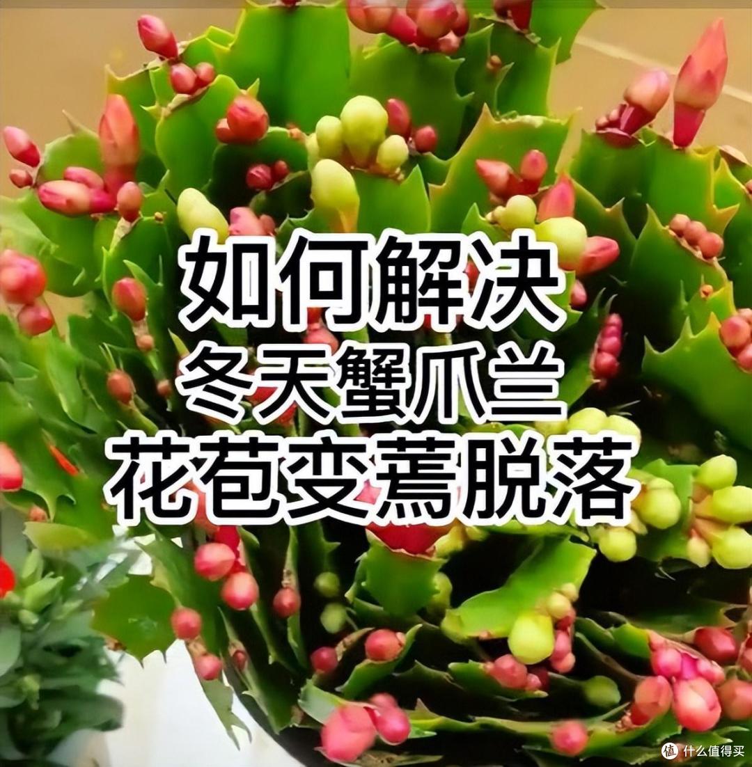 长满花苞的蟹爪兰,建议及时做“一件事”,不然易脱苞