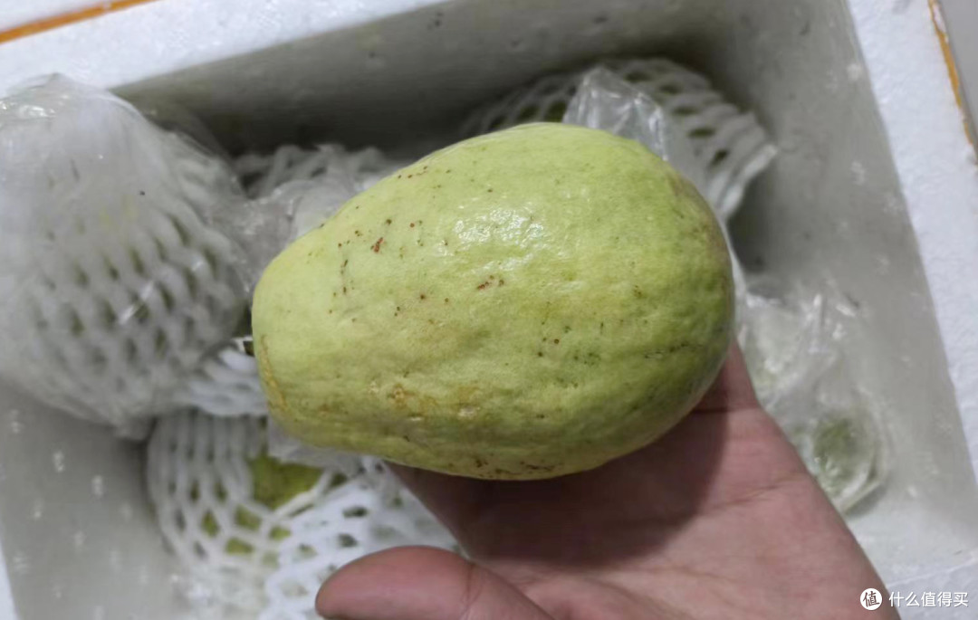 第一次吃芭乐,口感吃着还不错。
