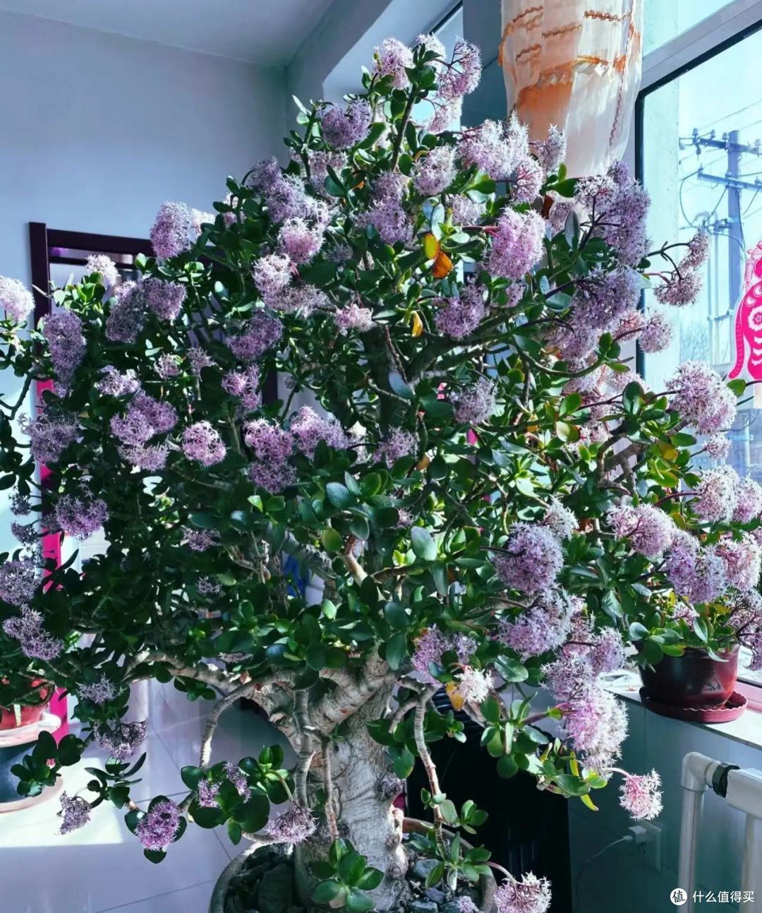 8种花最怕冷的花,马上“穿暖、控水、断肥”,小心收空盆!