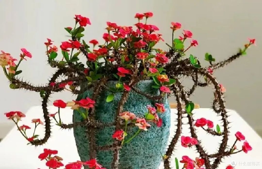 8种花最怕冷的花,马上“穿暖、控水、断肥”,小心收空盆!