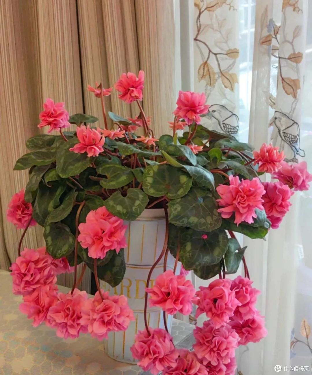 8种花最怕冷的花,马上“穿暖、控水、断肥”,小心收空盆!